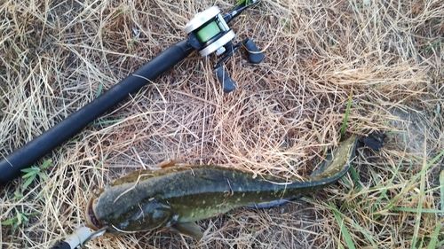 ナマズの釣果