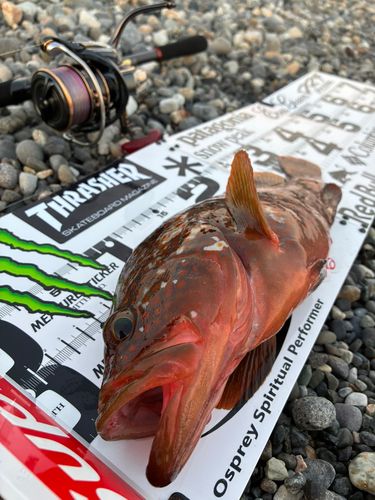 キジハタの釣果