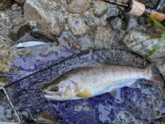 アマゴの釣果