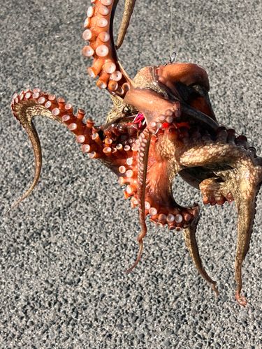 タコの釣果