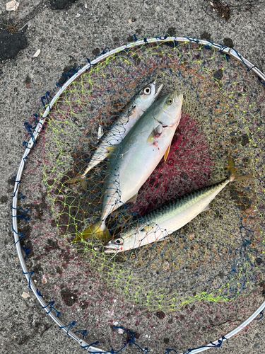 フクラギの釣果
