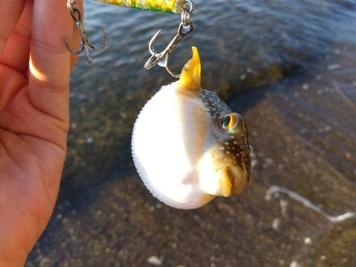 フグの釣果