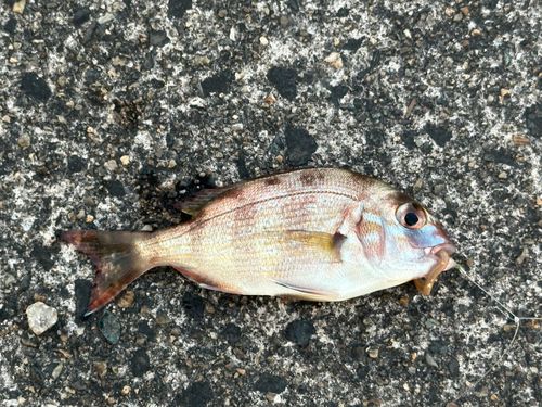 チャリコの釣果