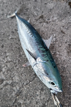 ソウダガツオの釣果