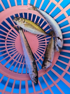 イワシの釣果