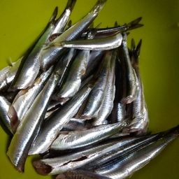 イワシ