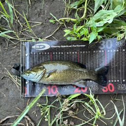 スモールマウスバス