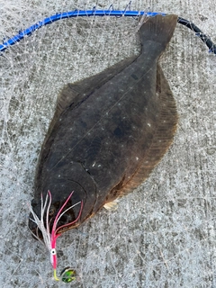 ヒラメの釣果