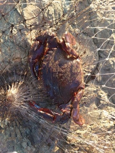 タイワンガザミの釣果