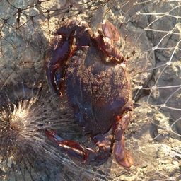 タイワンガザミ