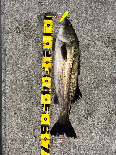 フッコ（マルスズキ）の釣果