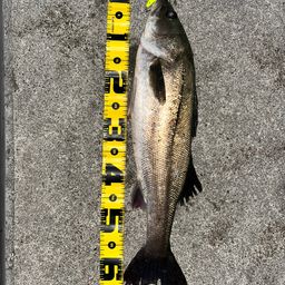 フッコ（マルスズキ）