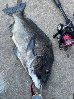 クロダイの釣果