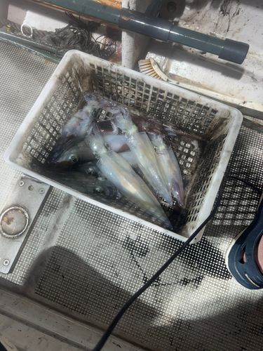 ケンサキイカの釣果