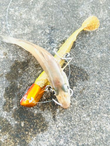 キスの釣果