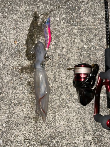 ケンサキイカの釣果