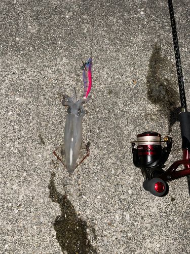 ケンサキイカの釣果