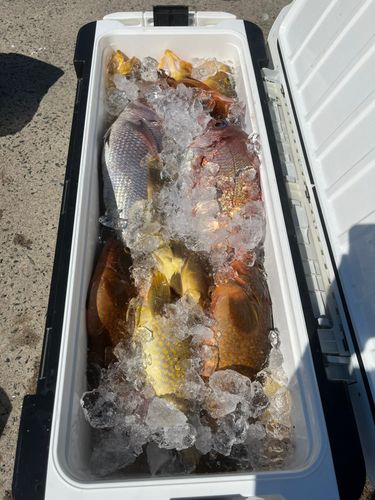 キジハタの釣果
