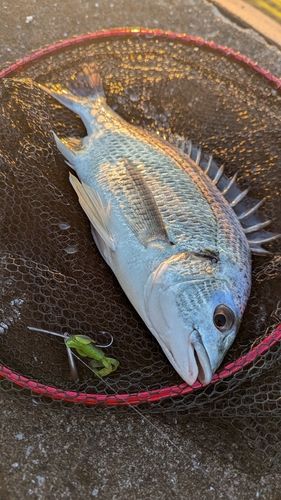 キビレの釣果