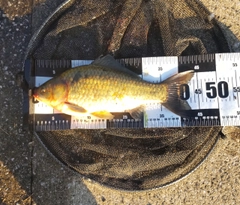 フナの釣果