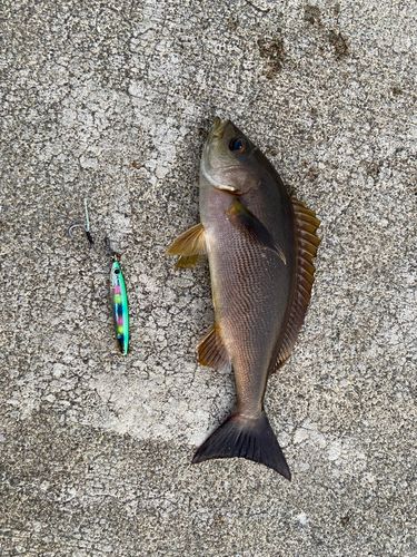イサキの釣果
