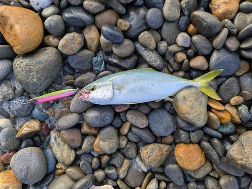 ワカシの釣果