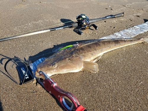 マゴチの釣果