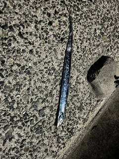 タチウオの釣果