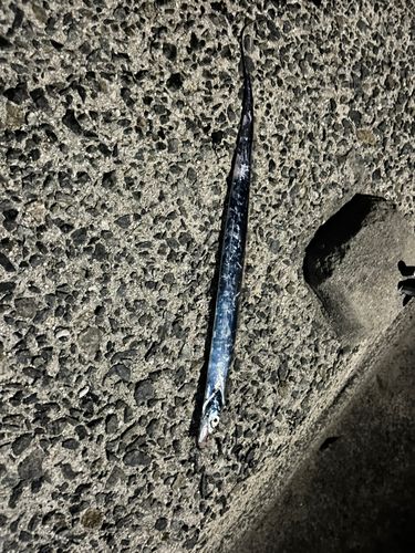 タチウオの釣果