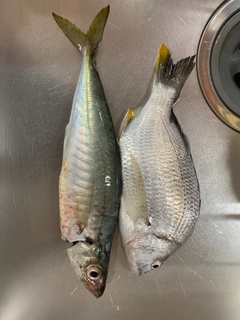 マルアジの釣果