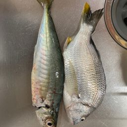 マルアジ