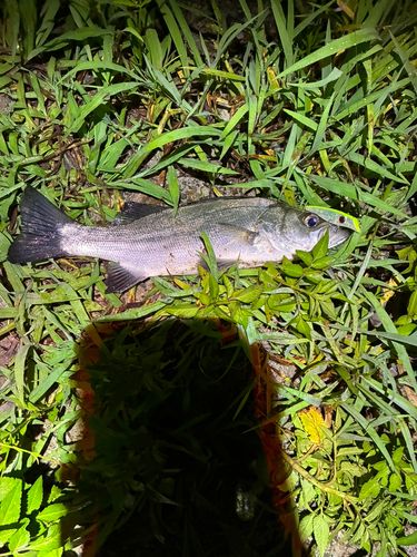 セイゴ（マルスズキ）の釣果