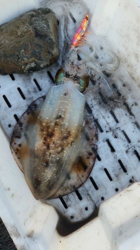 アオリイカの釣果