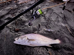 ニベの釣果