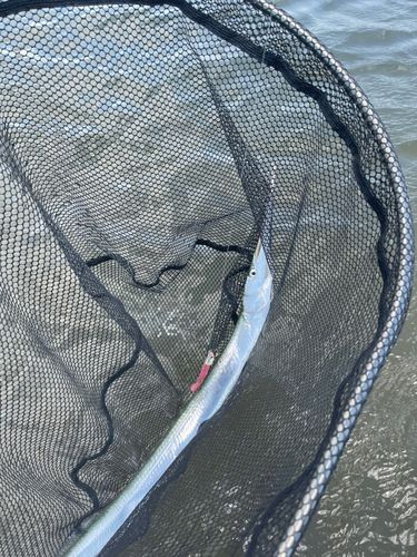 ダツの釣果