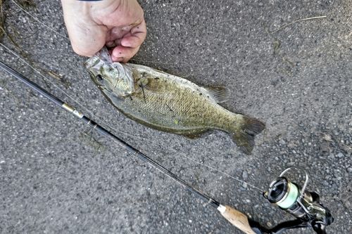 ブラックバスの釣果