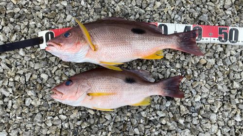 クロホシフエダイの釣果