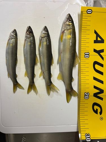アユの釣果