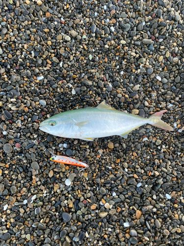 ワカシの釣果