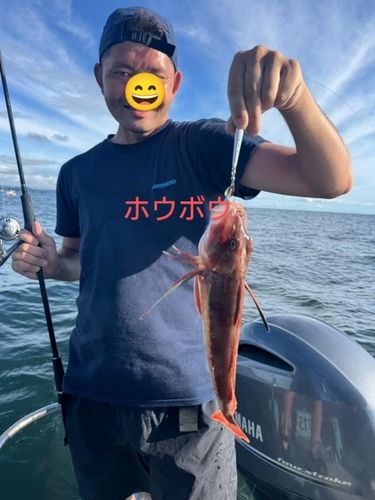 ホウボウの釣果