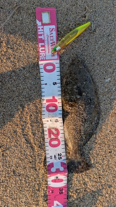 ヒラメの釣果