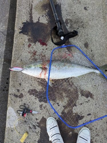 ブリの釣果