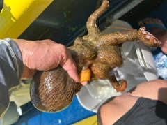 マダコの釣果