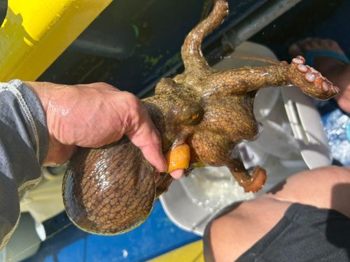 マダコの釣果