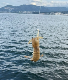 シャコの釣果