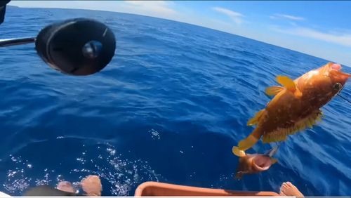 キジハタの釣果