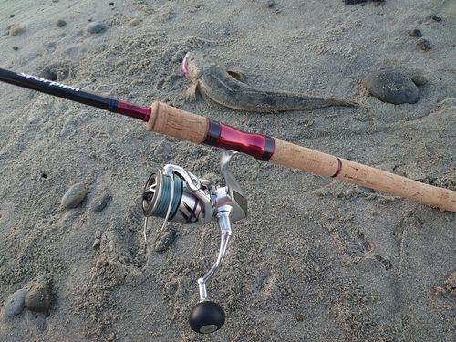 マゴチの釣果