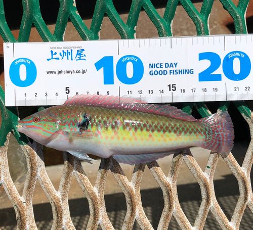 キュウセンの釣果