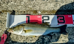 シーバスの釣果