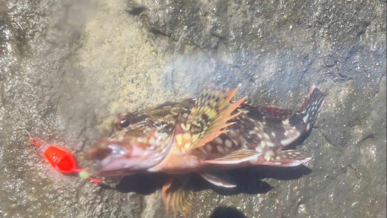 カサゴ